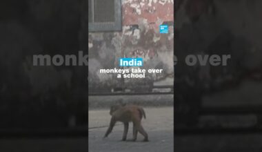 In #India, #monkeys take over a #school • FRANCE 24 English