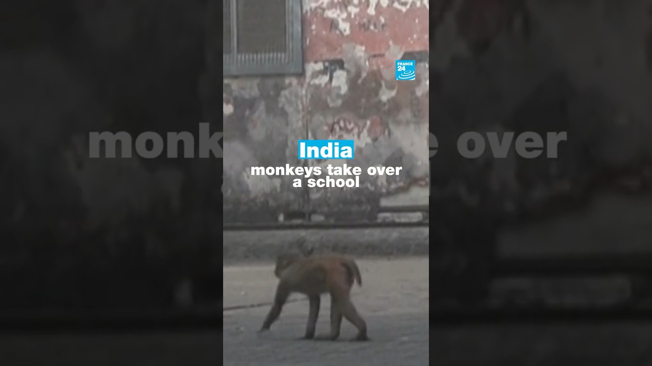 In #India, #monkeys take over a #school • FRANCE 24 English