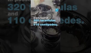 🕷️ #Korean citizen caught with 320 #tarantulas and 110 centipedes at #Peru #airport
