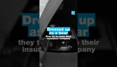 Dressed up as a #bear, they try to #scam their #insurance company • FRANCE 24 English