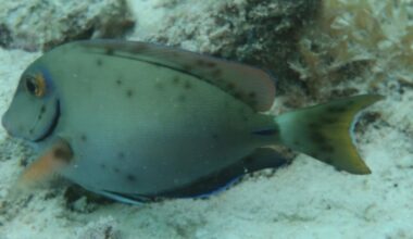 Uncovering the environmental drivers of black spot syndrome