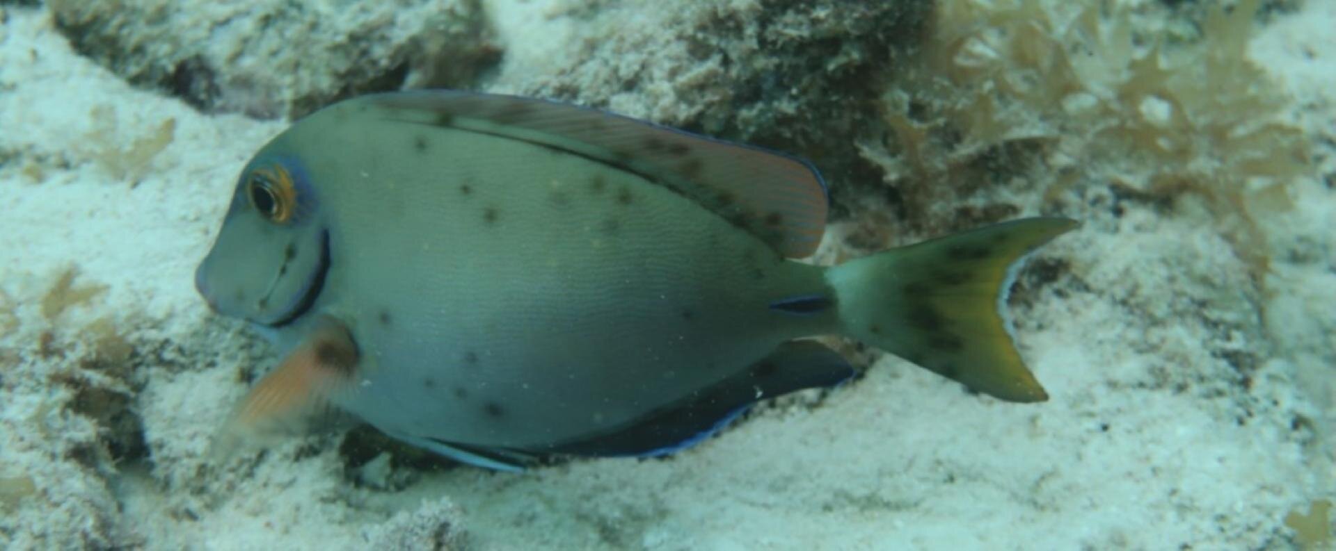 Uncovering the environmental drivers of black spot syndrome