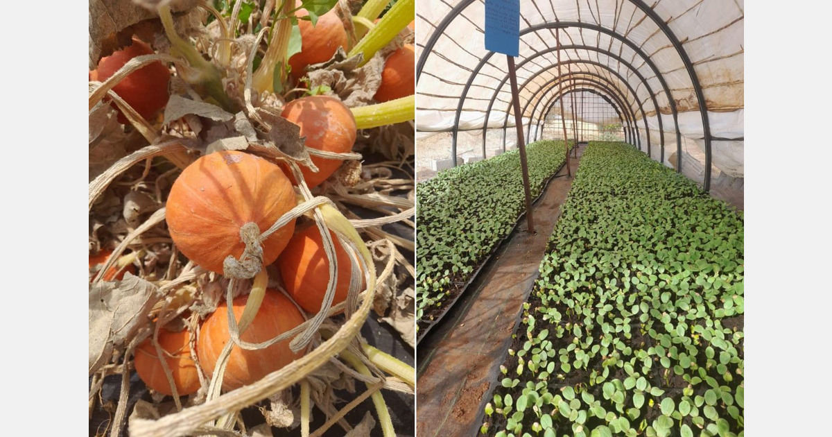 "We will export organic pumpkins to the Netherlands for the first time"