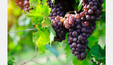 Moldova's grape exports to EU surge to 74 percent, doubling in value