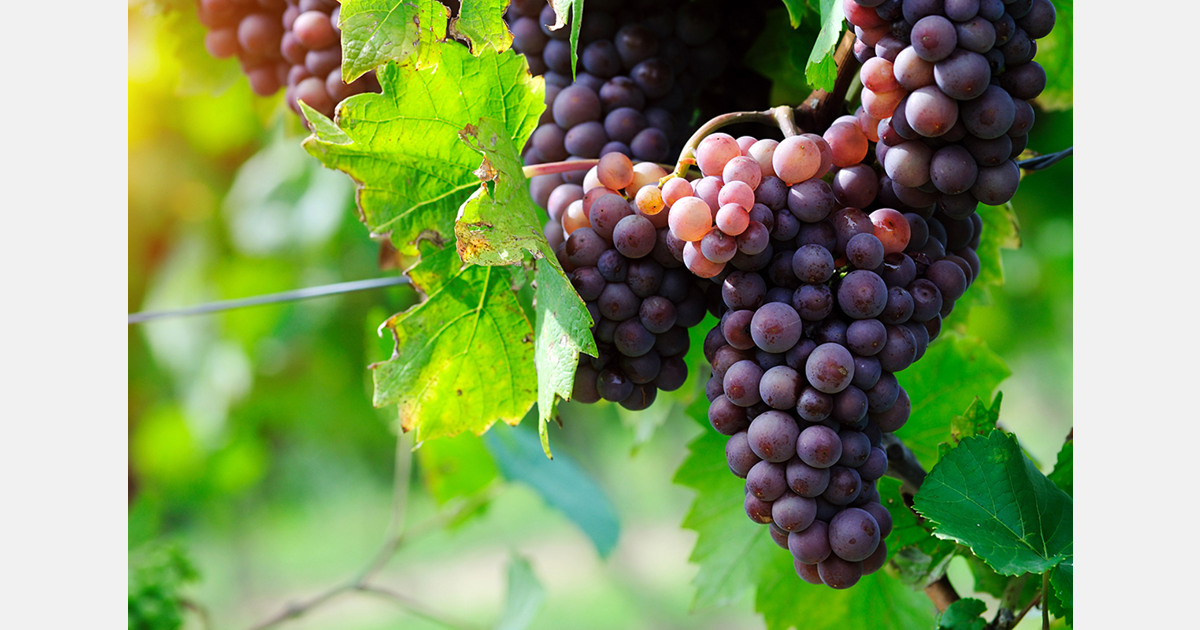 Moldova's grape exports to EU surge to 74 percent, doubling in value