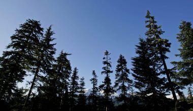 Missing hiker found alive after month alone in BC, Canada wilderness