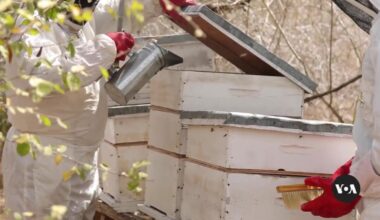 How beekeeping is helps communities cope with climate change in Kenya