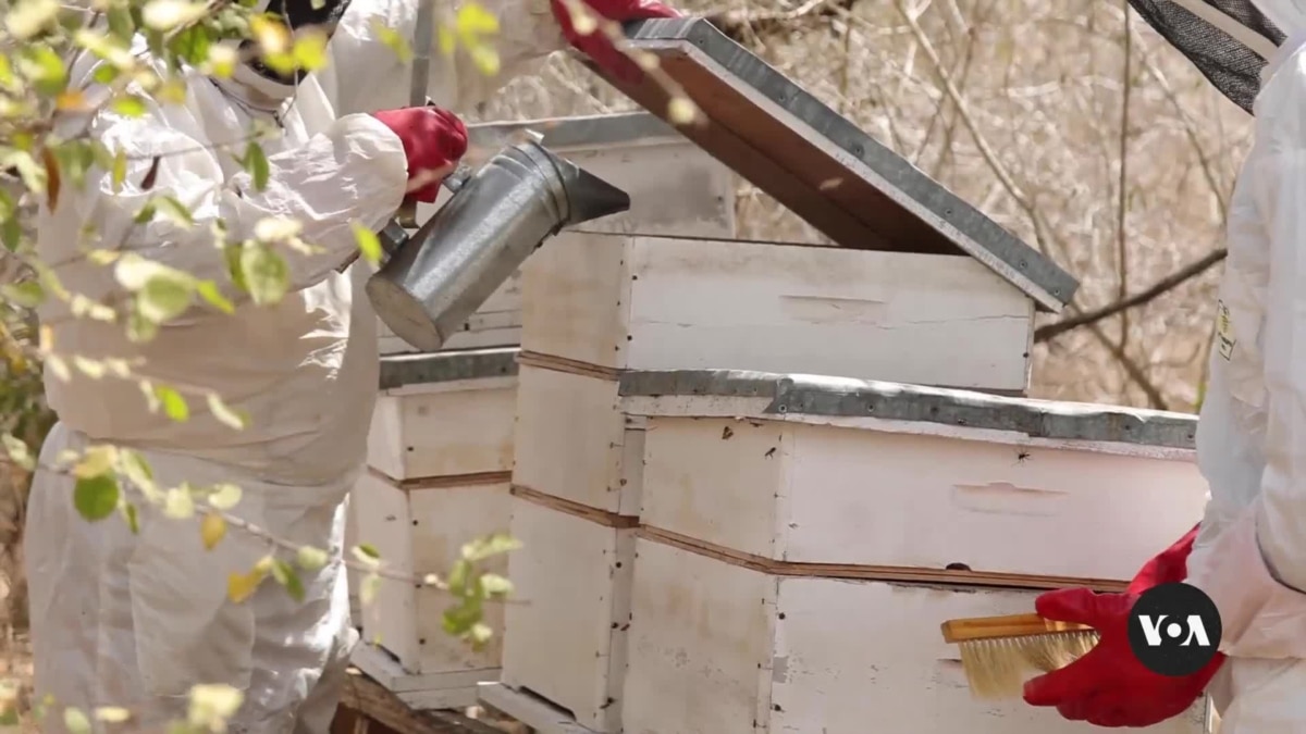 How beekeeping is helps communities cope with climate change in Kenya