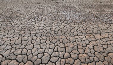 Year 2024 to be the first to breach 1.5C warming limit: EU climate agency | Climate News