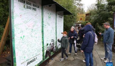 People bid farewell to three giant pandas in Belgian zoo-Xinhua