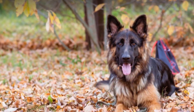 Nora the German Shepherd dog gets Estonia's first canine hip prosthesis | News