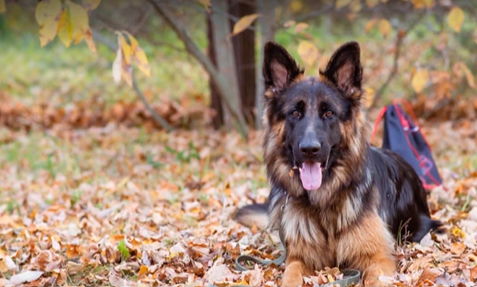 Nora the German Shepherd dog gets Estonia's first canine hip prosthesis | News