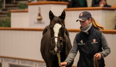 Space Traveller Colt Tops Day 1 of December Foal Sale