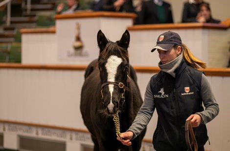 Space Traveller Colt Tops Day 1 of December Foal Sale