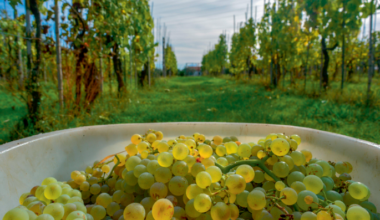 Italy tests first gene-edited vines for winemaking