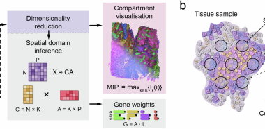 Chrysalis: decoding tissue compartments in spatial transcriptomics with archetypal analysis