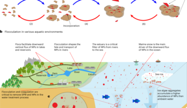 Flocs as vectors for microplastics in the aquatic environment