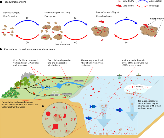 Flocs as vectors for microplastics in the aquatic environment
