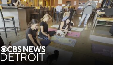 Puppies meet yoga at Farmington Hills business for unique adoption experience