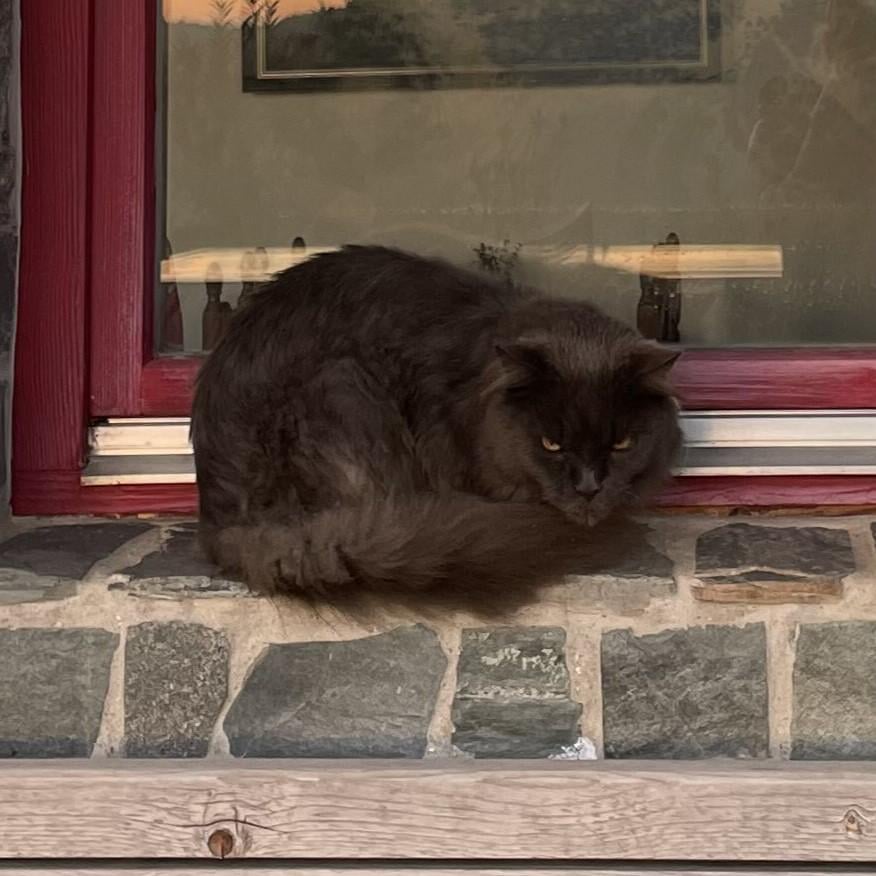 Cat Content aus KTN mit morgendlichem Gesichtausdruck