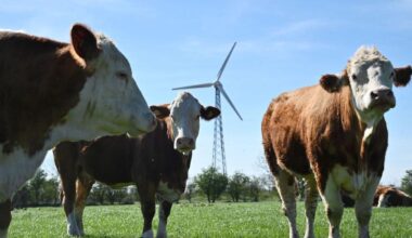 three cows in  Hjolderup, Denmark, with a windmill in the background
