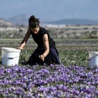 Cracked earth in Greece's saffron heartland as drought takes toll | National