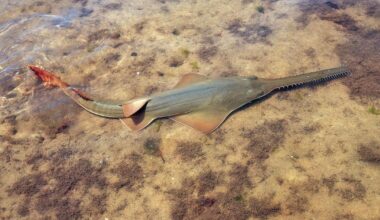 Toxic Algae in the Florida Keys | Environment