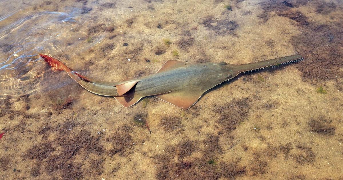 Toxic Algae in the Florida Keys | Environment