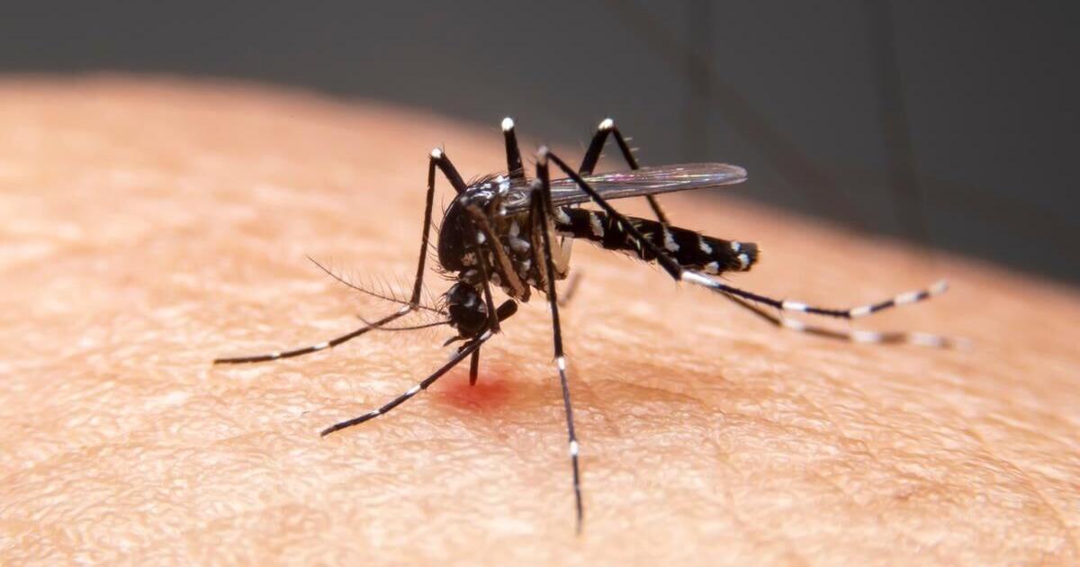 Climate Change to Blame for Almost 1 in 5 New Dengue Infections | Health