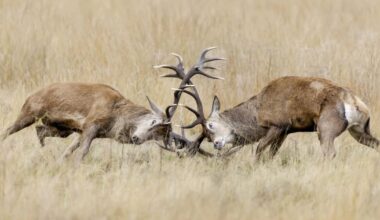 Climate change could help ticks spread diseases via migrating birds | Health
