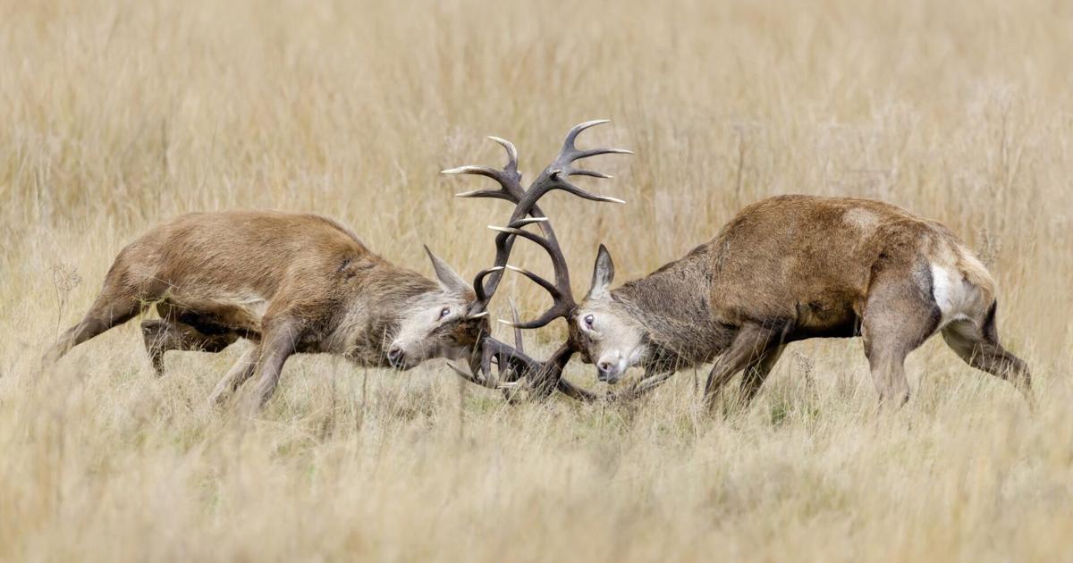 Climate change could help ticks spread diseases via migrating birds | Health