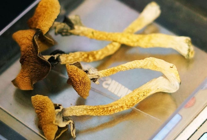 Psilocybin is a psychedelic compound found in magic mushrooms.