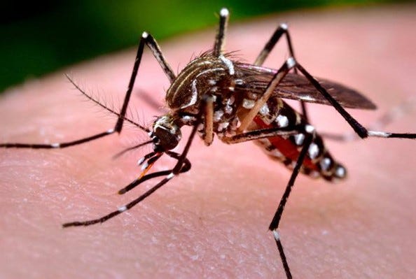 The San Bernardino County Department of Public Health confirmed the county’s first locally acquired human case of the mosquito-borne illness dengue in the city of San Bernardino.