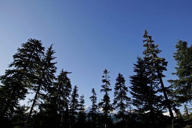 A general view of the mountains and forest in Whistler in preparation for the 2010 Vancouver Olympic Games on Nov. 19, 2008 in Whistler, British Columbia, Canada.