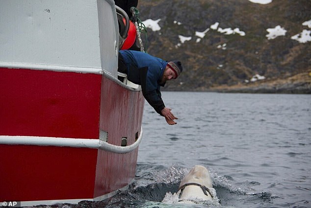 The 14ft whale was first spotted by fishermen near the northern island of Ingoya, not far from the Arctic city of Hammerfest, in April 2019