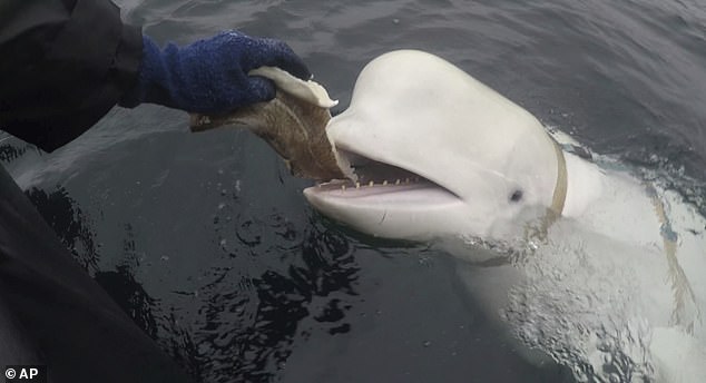 Hvaldimir, a white beluga whale who was first spotted near Russian waters wearing a harness and ignited rumours he may be a Moscow spy, was found dead in September
