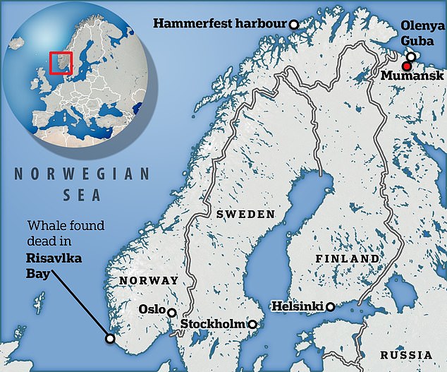 Nicknamed Hvaldimir - combining the Norweigan word for whale and Vladimir Putin - the body of whale was found floating at the Risavika Bay in southern Norway in September
