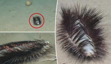 'Gorgeous' sea worm discovered by shocked scientists: 'Sassy sparkler' with 'dazzle'