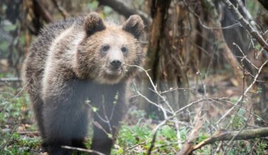 Romania sanctuary seeks to save bears as hunting resumes | Environment
