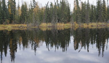 Spruce and birch trees are seen tilting along the edge Stevens Pond on the University of Alaska Fairbanks campus on Sept. 18, 2022. The trees and the pond are atop permafrost that is thawing; thaw has caused some trees to tip over. (Photo by Yereth Rosen/Alaska Beacon)