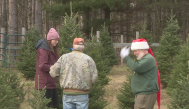 Christmas tree farms are back open for business