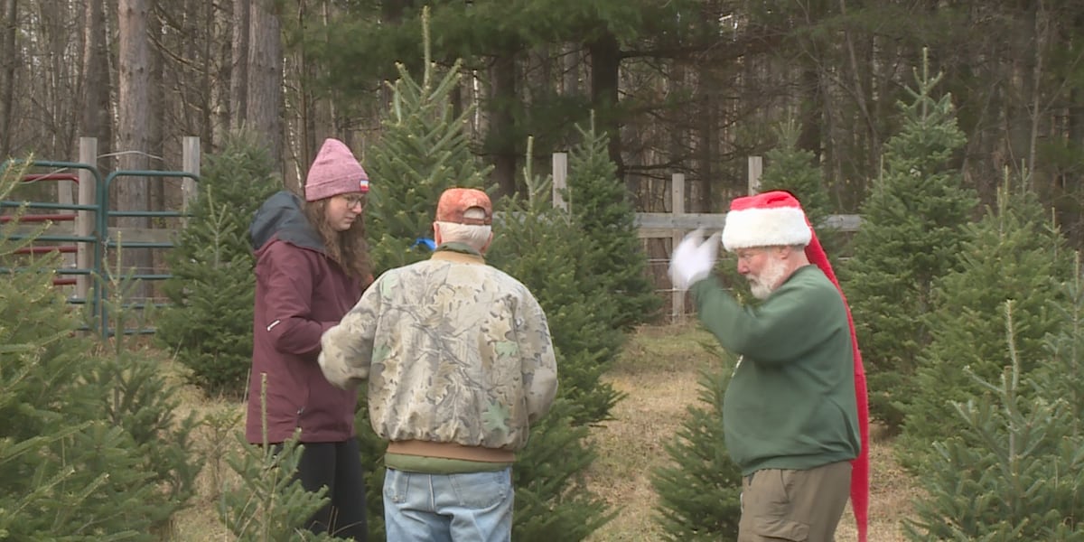 Christmas tree farms are back open for business