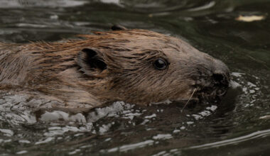 GREENFORD, ENGLAND - OCTOBER 11: A beaver swims in a pond after being released on October 11, 2023 ...