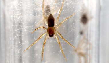 Why are 10,000 giant spiders on the loose in the UK? | Wildlife News