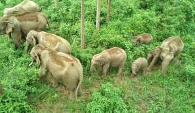 Human-elephant conflicts