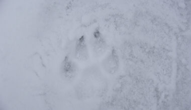 Hundijaht peatatud – mis saab edasi?