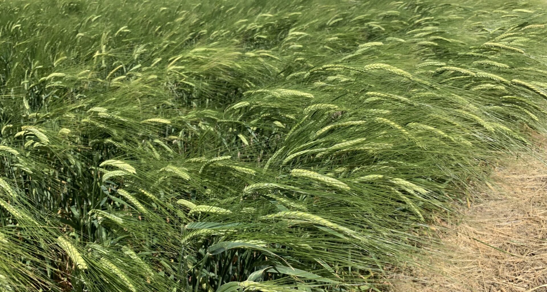 Climate change will cost Montana agriculture more than 9,000 job losses, $181M, report says • Daily Montanan