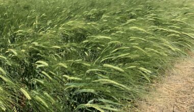 Climate change will cost Montana agriculture more than 9,000 job losses, $181M, report says • Daily Montanan