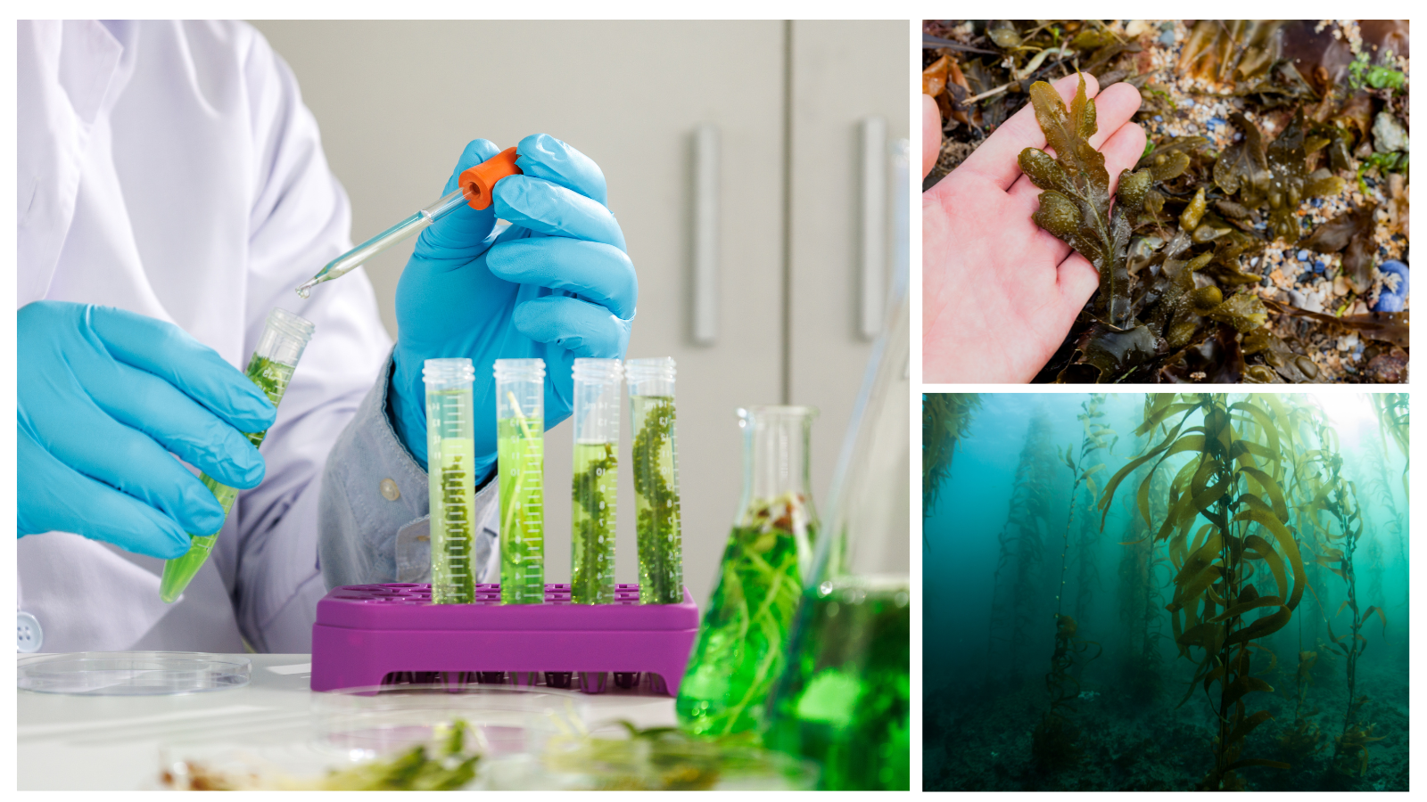 U.S. Department of Energy Announces $20.2 Million in Projects to Advance Development of Mixed Algae for Biofuels and Bioproducts
