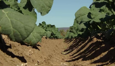 Arizona’s agricultural industry contributes $30.9 billion to state economy